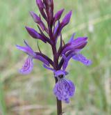 prstnatec plamatý <i>(Dactylorhiza maculata)</i>