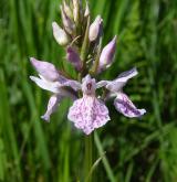 prstnatec plamatý <i>(Dactylorhiza maculata)</i>