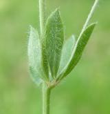 bílojetel bylinný  <i>(Dorycnium herbaceum)</i>
