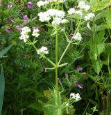 svízel severní <i>(Galium boreale)</i> / Habitus