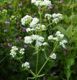 svízel severní <i>(Galium boreale)</i> / Květ/Květenství