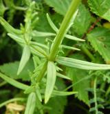 svízel severní <i>(Galium boreale)</i> / List