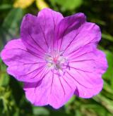 kakost krvavý <i>(Geranium sanguineum)</i>