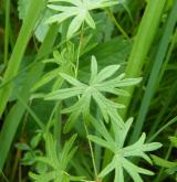 kakost krvavý <i>(Geranium sanguineum)</i>