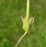 kakost krvavý <i>(Geranium sanguineum)</i> / Plod