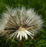 prasetník plamatý <i>(Hypochaeris maculata)</i>