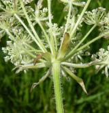 hladýš pruský <i>(Laserpitium prutenicum)</i> / Květ/Květenství