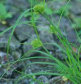 ostřice šáchorovitá <i>(Carex bohemica)</i> / Habitus