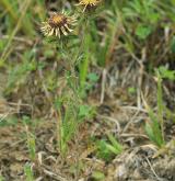 pupava obecná <i>(Carlina vulgaris)</i> / Habitus