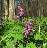 dymnivka dutá <i>(Corydalis cava)</i> / Detail porostu