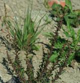 merlík mnohosemenný <i>(Chenopodium polyspermum)</i> / Habitus