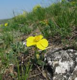 devaterník velkokvětý <i>(Helianthemum grandiflorum)</i>