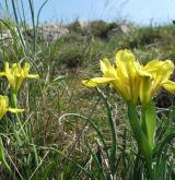 kosatec skalní <i>(Iris humilis)</i>
