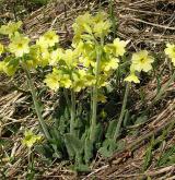 prvosenka vyšší <i>(Primula elatior)</i> / Habitus