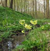 prvosenka vyšší <i>(Primula elatior)</i>