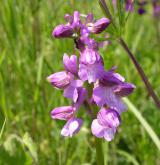 vstavač kukačka <i>(Orchis morio)</i> / Květ/Květenství