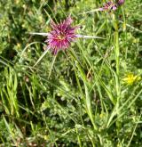 kozí brada pórolistá <i>(Tragopogon porrifolius)</i> / Habitus