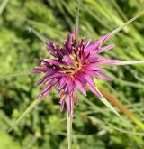 kozí brada pórolistá <i>(Tragopogon porrifolius)</i> / Květ/Květenství