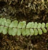 sleziník červený <i>(Asplenium trichomanes)</i> / List