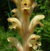 záraza hřebíčková <i>(Orobanche caryophyllacea)</i> / Květ/Květenství