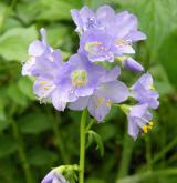 jirnice modrá <i>(Polemonium caeruleum)</i> / Květ/Květenství