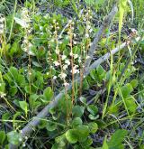 hruštička okrouhlolistá <i>(Pyrola rotundifolia)</i> / Porost