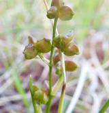 blatnice bahenní <i>(Scheuchzeria palustris)</i> / Květ/Květenství