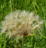 kozí brada východní <i>(Tragopogon orientalis)</i> / Plod