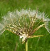 kozí brada východní <i>(Tragopogon orientalis)</i> / Plod