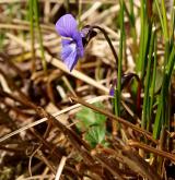 violka močálová <i>(Viola uliginosa)</i> / Květ/Květenství