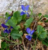 violka křovištní <i>(Viola suavis)</i> / Habitus