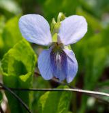 violka divotvárná <i>(Viola mirabilis)</i> / Květ/Květenství