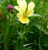 violka žlutá <i>(Viola lutea)</i>