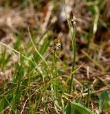 ostřice přítupá <i>(Carex obtusata)</i> / Habitus