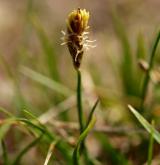 ostřice přítupá <i>(Carex obtusata)</i> / Květ/Květenství