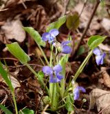 violka chlumní <i>(Viola collina)</i> / Habitus