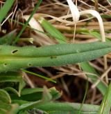 plícník úzkolistý <i>(Pulmonaria angustifolia)</i> / List