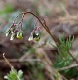 kolenec pětimužný <i>(Spergula pentandra)</i> / Květ/Květenství