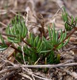 kolenec pětimužný <i>(Spergula pentandra)</i> / List