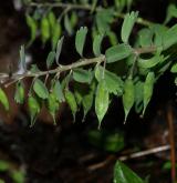 dymnivka plná <i>(Corydalis solida)</i> / Plod