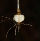 dymnivka nízká <i>(Corydalis pumila)</i> / Zásobní orgán/orgán klonálního růstu