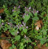 hluchavka nachová <i>(Lamium purpureum)</i> / Habitus