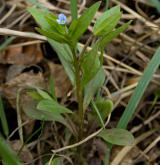 pupkovec pomněnkový <i>(Omphalodes scorpioides)</i>