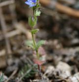 rozrazil časný <i>(Veronica praecox)</i> / Habitus