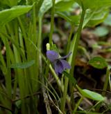violka divotvárná <i>(Viola mirabilis)</i> / Květ/Květenství