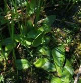 rdest trávolistý <i>(Potamogeton gramineus)</i> / Habitus