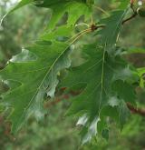 dub červený <i>(Quercus rubra)</i> / List