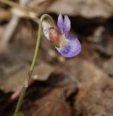 violka chlumní <i>(Viola collina)</i> / Květ/Květenství