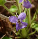 violka chlumní <i>(Viola collina)</i> / Květ/Květenství