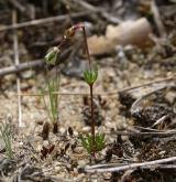 kolenec pětimužný <i>(Spergula pentandra)</i> / Habitus